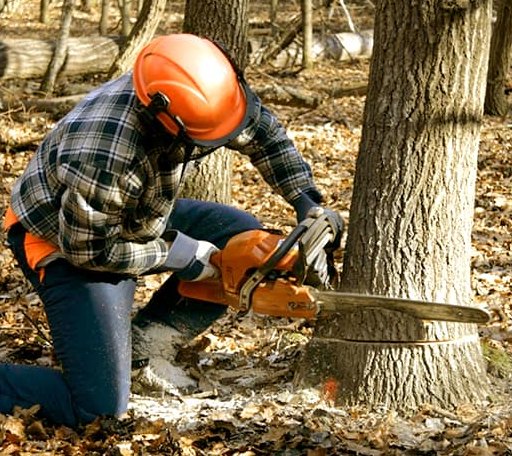 Tree Removal in Camp Douglas, WI